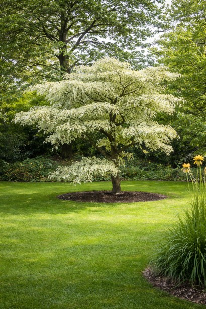 Cornus controversa Variegata